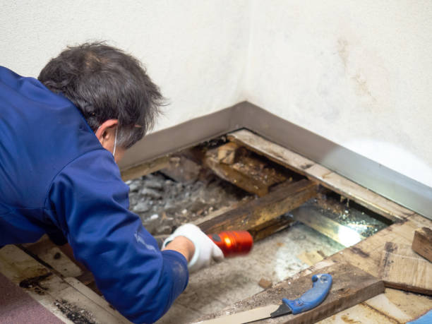 Best White Mold Remediation in Taos, NM